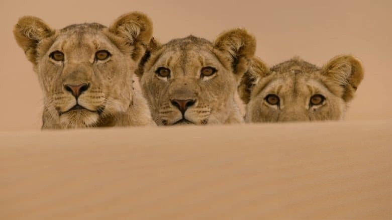 美国纪录片《沙漠狮王 King of the Desert Lions 2018》英语中英双字 无水印纯净版 1080P/MKV/2.71G 沙漠狮王插图4