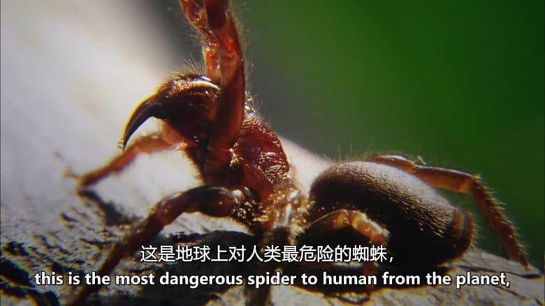 美国纪录片《荒野刺客 Wild Assassins 2023》第一季全8集 英语中英双字 无水印纯净版 1080P/MKV/20.9G 动物超能力插图1 美国纪录片《荒野刺客 Wild Assassins 2023》第一季全8集 英语中英双字 无水印纯净版 1080P/MKV/20.9G 动物超能力插图1