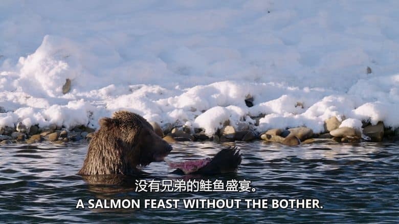 加拿大纪录片《育空野生灰熊 Yukon’s Wild Grizzlies 2021》英语中英双字 无水印纯净版 1080P/MKV/3.91G 野生灰熊插图3