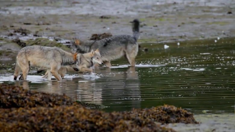 美国纪录片《狼:海洋哺乳动物 The Wolf:Marine Mammal 2015》英语中英双字 无水印纯净版 1080P/MKV/3.04G 进化中的狼插图5 美国纪录片《狼:海洋哺乳动物 The Wolf:Marine Mammal 2015》英语中英双字 无水印纯净版 1080P/MKV/3.04G 进化中的狼插图5
