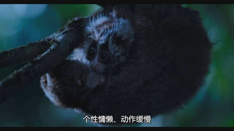 迪士尼纪录片《红毛猩猩 Orangutan 2026》英语多国字幕 无水印纯净版 1080P/MKV/4.59G 红毛猩猩插图7 迪士尼纪录片《红毛猩猩 Orangutan 2026》英语多国字幕 无水印纯净版 1080P/MKV/4.59G 红毛猩猩插图7