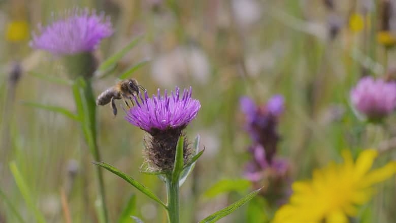 国家地理《蜜蜂的秘密 Secrets of the Bees 2026》全2集 英语多国字幕 无水印纯净版 1080P/MKV/4.7G 蜜蜂之谜插图4