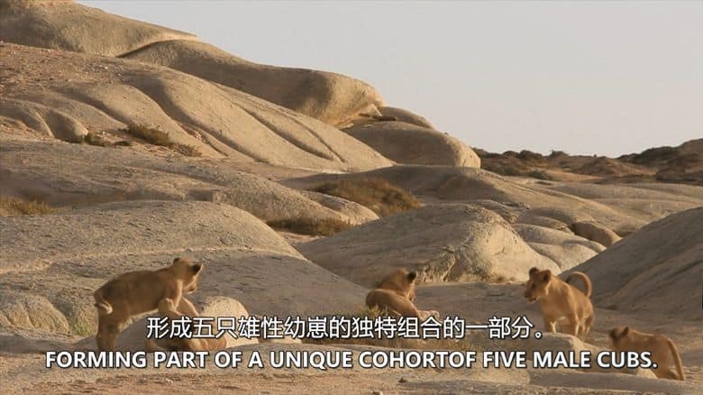 美国纪录片《沙漠狮王 King of the Desert Lions 2018》英语中英双字 无水印纯净版 1080P/MKV/2.71G 沙漠狮王插图1