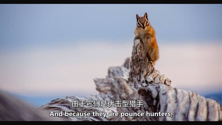 加拿大纪录片《动物本能 The Animal Within 2020-2026》第1-2季全12集 英语中英双字 无水印纯净版 1080P/MKV/21.6G 动物超能力插图4