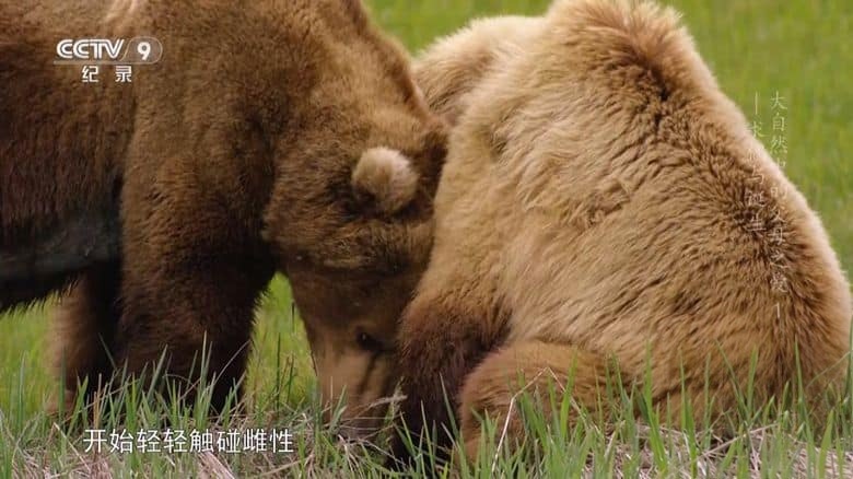 德国纪录片《大自然中的父母之爱 Parents in the Wild 2024》全2集 国语中字 央视版 1080P/TS/6.27G 动物间的亲情插图3 德国纪录片《大自然中的父母之爱 Parents in the Wild 2024》全2集 国语中字 央视版 1080P/TS/6.27G 动物间的亲情插图3