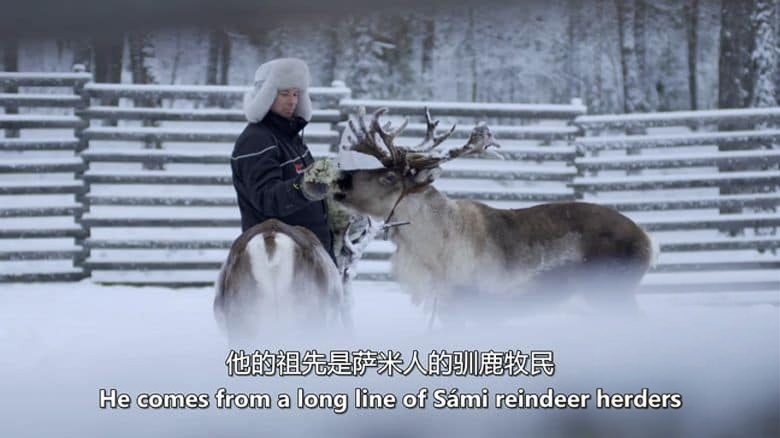 BBC纪录片《驯鹿家族与我 Reindeer Family And Me 2017》英语中英双字 无水印纯净版 1080P/MKV/1.93G 驯鹿家族插图2 BBC纪录片《驯鹿家族与我 Reindeer Family And Me 2017》英语中英双字 无水印纯净版 1080P/MKV/1.93G 驯鹿家族插图2