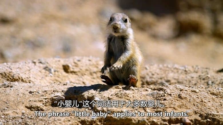 美国纪录片《动物宝宝 Baby Animals 2015-2020》第1-2季全13集 英语中英双字 无水印纯净版 1080P/MKV/23.9G 动物幼崽插图6