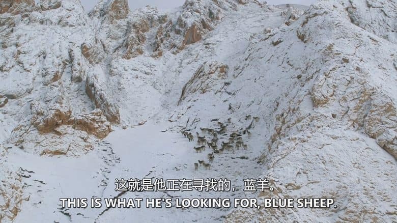 美国纪录片《走进荒野西藏 Into the Wild Tibet 2020》英语中英双字 无水印纯净版 1080P/MKV/2.84G 生态西藏插图5 美国纪录片《走进荒野西藏 Into the Wild Tibet 2020》英语中英双字 无水印纯净版 1080P/MKV/2.84G 生态西藏插图5