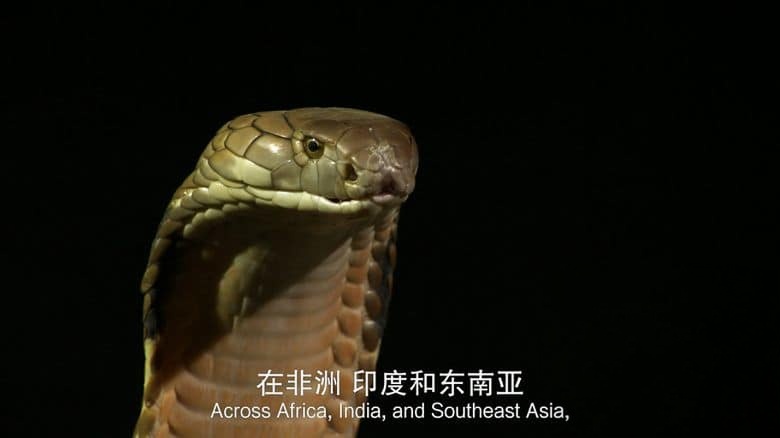 国家地理《毒液传奇 Legends of Venom 2023》第一季全3集 英语中英双字 无水印纯净版 4K超清/2160P/MKV/18.4G 蛇类纪录片插图1 国家地理《毒液传奇 Legends of Venom 2023》第一季全3集 英语中英双字 无水印纯净版 4K超清/2160P/MKV/18.4G 蛇类纪录片插图1