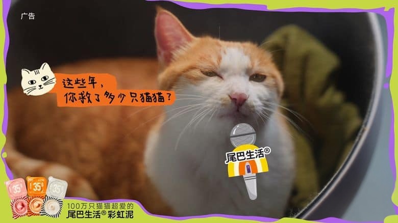 国产纪录片《养猫的人 Life with Cats 2024》全6集 国语中英双字 4K超清/2160P/MP4/7.73G 人与猫故事插图1 国产纪录片《养猫的人 Life with Cats 2024》全6集 国语中英双字 4K超清/2160P/MP4/7.73G 人与猫故事插图1