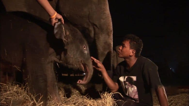 澳大利亚纪录片《最后的象夫 The Last Mahout 2008》英语中英双字 无水印纯净版 1080P/MKV/4.66G 亚洲象插图2 澳大利亚纪录片《最后的象夫 The Last Mahout 2008》英语中英双字 无水印纯净版 1080P/MKV/4.66G 亚洲象插图2