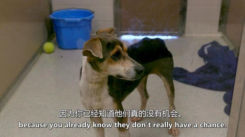 美国纪录片《同一汪檐下 Life in the Doghouse 2018》英语中英双字 无水印纯净版 1080P/MKV/4.91G 拯救狗狗二人组插图2 美国纪录片《同一汪檐下 Life in the Doghouse 2018》英语中英双字 无水印纯净版 1080P/MKV/4.91G 拯救狗狗二人组插图2