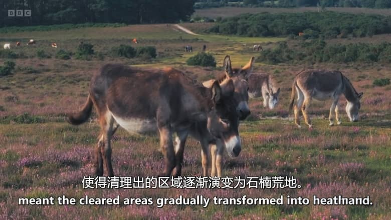 BBC纪录片《走进英国国家公园 Inside Britain’s National Parks 2026》全4集 英语中英双字 无水印纯净版 1080P/MKV/4.6G 英国国家公园插图6
