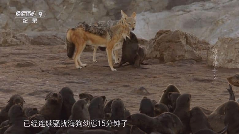 BBC纪录片《海洋猎手 Hunters of the South Seas 2015》全2集 国语中字 央视译制版 1080P/TS/7.19G 南海猎人插图5