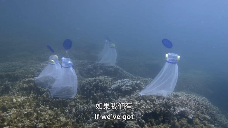 加拿大纪录片《救援珊瑚礁 Reef Rescue 2020》英语中英双字 无水印纯净版 1080P/MKV/2.97G 救援珊瑚礁插图5 加拿大纪录片《救援珊瑚礁 Reef Rescue 2020》英语中英双字 无水印纯净版 1080P/MKV/2.97G 救援珊瑚礁插图5
