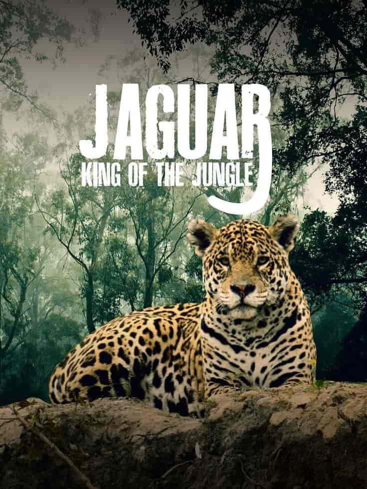 德国纪录片《美洲豹的生存挑战 Jaguar: King of the Jungle 2020》国语中英双字 无水4K超清/2160P/MP4/1.31G 丛林之王插图 德国纪录片《美洲豹的生存挑战 Jaguar: King of the Jungle 2020》国语中英双字 无水4K超清/2160P/MP4/1.31G 丛林之王插图