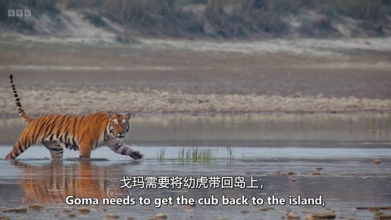 BBC纪录片《虎岛秘境 Tiger Island 2026》全2集 英语中英双字 无水印纯净版 1080P/MKV/5.8G 野生孟加拉虎插图3 BBC纪录片《虎岛秘境 Tiger Island 2026》全2集 英语中英双字 无水印纯净版 1080P/MKV/5.8G 野生孟加拉虎插图3