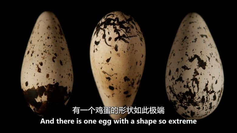PBS纪录片《蛋：大自然的完美发明 The Egg: Life’s Perfect Invention 2019》英语中英双字 无水印纯净版 1080P/MKV/2.3G 卵生揭秘插图5