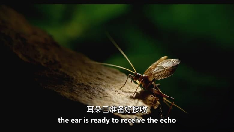 加拿大纪录片《动物本能 The Animal Within 2020-2026》第1-2季全12集 英语中英双字 无水印纯净版 1080P/MKV/21.6G 动物超能力插图2