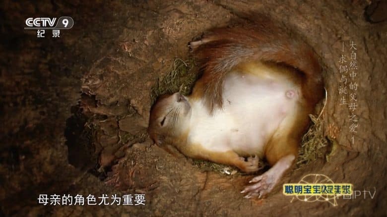 德国纪录片《大自然中的父母之爱 Parents in the Wild 2024》全2集 国语中字 央视版 1080P/TS/6.27G 动物间的亲情插图1 德国纪录片《大自然中的父母之爱 Parents in the Wild 2024》全2集 国语中字 央视版 1080P/TS/6.27G 动物间的亲情插图1