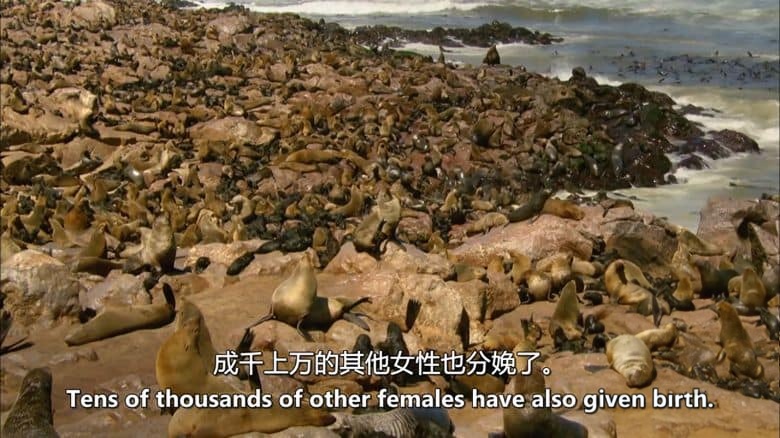 美国纪录片《霍尼布山谷 Hoanib 2013》英语中英双字 无水印纯净版 1080P/MKV/2.97G 纳米布沙漠插图4