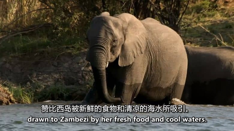 BBC纪录片《自然世界 Natural World》第1-7季全42集 英语中英双字 无水印纯净版 1080P/MKV/121G 探索自然之窗插图2