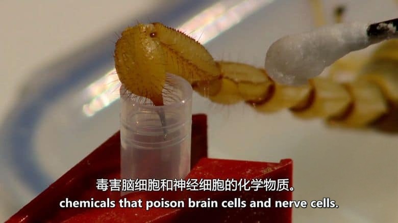 BBC纪录片《寻找现代药物 From Pain to Poison 2013》全3集 英语中英双字 无水印纯净版 1080P/MKV/6.26G 对抗疾病插图3