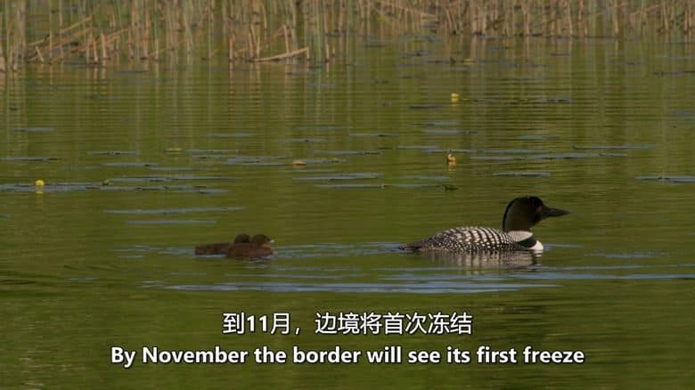 史密森尼频道《美国的狂野边境：北方荒野 America’s Wild Border: Northern Exposure 2020》英语中英双字 无水印纯净版 1080P/MKV/2.98G 美加边境生态插图5