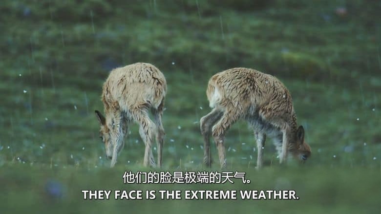 美国纪录片《走进荒野西藏 Into the Wild Tibet 2020》英语中英双字 无水印纯净版 1080P/MKV/2.84G 生态西藏插图3 美国纪录片《走进荒野西藏 Into the Wild Tibet 2020》英语中英双字 无水印纯净版 1080P/MKV/2.84G 生态西藏插图3