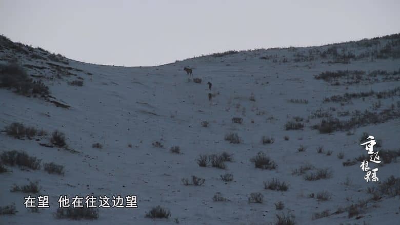 国产纪录片《重返狼群 – 10周年特别纪念版 Return to the Wolves 10-Year Anniversary Special 2021》全11集 国语中字 YOUKU水印版 4K超清/2160P/MP4/75G 狼王格林的感人故事插图7 国产纪录片《重返狼群 – 10周年特别纪念版 Return to the Wolves 10-Year Anniversary Special 2021》全11集 国语中字 YOUKU水印版 4K超清/2160P/MP4/75G 狼王格林的感人故事插图7