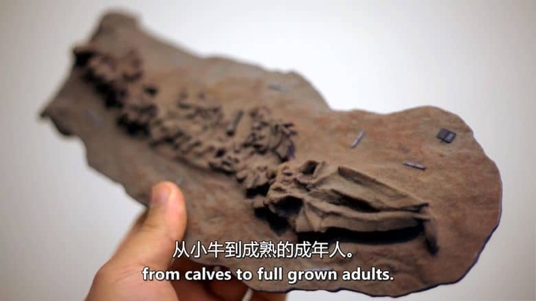 加拿大纪录片《沙中的秘密 Secrets in the Sand 2023》全6集 英语中英双字 无水印纯净版 1080P/MKV/16.2G 被埋葬的秘密插图6 加拿大纪录片《沙中的秘密 Secrets in the Sand 2023》全6集 英语中英双字 无水印纯净版 1080P/MKV/16.2G 被埋葬的秘密插图6