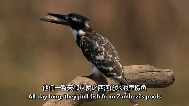 BBC纪录片《自然世界 Natural World》第1-7季全42集 英语中英双字 无水印纯净版 1080P/MKV/121G 探索自然之窗插图5