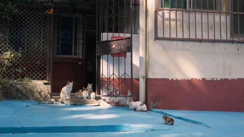 国产纪录片《养猫的人 Life with Cats 2024》全6集 国语中英双字 4K超清/2160P/MP4/7.73G 人与猫故事插图5 国产纪录片《养猫的人 Life with Cats 2024》全6集 国语中英双字 4K超清/2160P/MP4/7.73G 人与猫故事插图5