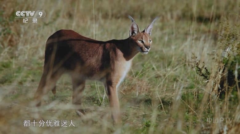 央视纪录片《逐鹿荒野 The Wild Wild Bunch 2025》全3集 国语中字 1080P/TS/9.03G 动物猎食法则插图2 央视纪录片《逐鹿荒野 The Wild Wild Bunch 2025》全3集 国语中字 1080P/TS/9.03G 动物猎食法则插图2