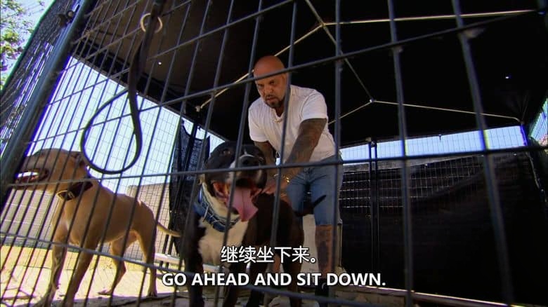 探索频道《我的极度动物恐惧症 My Extreme Animal Phobia 2011》全4集 英语中英双字 无水印纯净版 1080P/MKV/12.7G 动物我最怕插图4