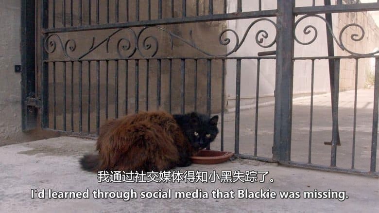 马耳他纪录片《马耳他的猫 Cats of Malta 2023》英语中英双字 无水印纯净版 1080P/MKV/1.23G 马耳他的猫插图5