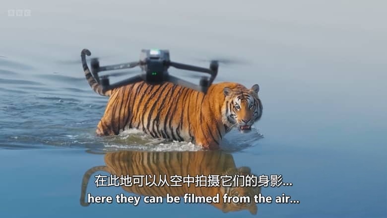 BBC纪录片《虎岛秘境 Tiger Island 2026》全2集 英语中英双字 无水印纯净版 1080P/MKV/5.8G 野生孟加拉虎插图1 BBC纪录片《虎岛秘境 Tiger Island 2026》全2集 英语中英双字 无水印纯净版 1080P/MKV/5.8G 野生孟加拉虎插图1