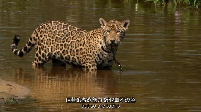 德国纪录片《美洲豹的生存挑战 Jaguar: King of the Jungle 2020》国语中英双字 无水4K超清/2160P/MP4/1.31G 丛林之王插图4 德国纪录片《美洲豹的生存挑战 Jaguar: King of the Jungle 2020》国语中英双字 无水4K超清/2160P/MP4/1.31G 丛林之王插图4