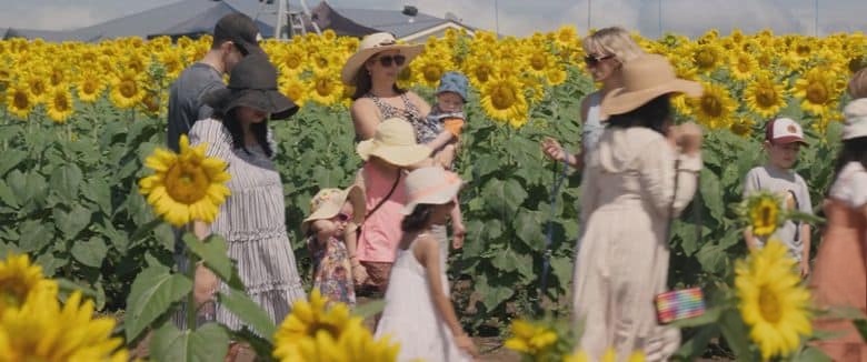 澳大利亚纪录片《绽放的幸福:向日葵节的希望之旅 Growing Happiness 2024》英语无字 无水印纯净版 1080P/MP4/1.45G 逆境花开插图5 澳大利亚纪录片《绽放的幸福:向日葵节的希望之旅 Growing Happiness 2024》英语无字 无水印纯净版 1080P/MP4/1.45G 逆境花开插图5