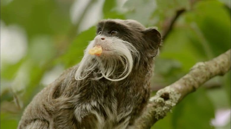 BBC纪录片《爱登堡的生命方舟 Attenborough’s Ark 2012》英语中英双字 无水印纯净版 1080P/MKV/2.19G 濒危生物插图5