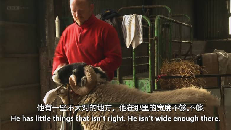 英国纪录片《牧羊成痴 Addicted to Sheep 2015》英语中英双字 无水印纯净版 1080P/MKV/1.43G 牧羊生活插图7 英国纪录片《牧羊成痴 Addicted to Sheep 2015》英语中英双字 无水印纯净版 1080P/MKV/1.43G 牧羊生活插图7