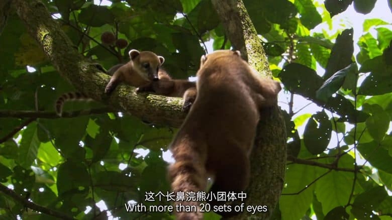 德国纪录片《美洲豹的生存挑战 Jaguar: King of the Jungle 2020》国语中英双字 无水4K超清/2160P/MP4/1.31G 丛林之王插图3 德国纪录片《美洲豹的生存挑战 Jaguar: King of the Jungle 2020》国语中英双字 无水4K超清/2160P/MP4/1.31G 丛林之王插图3