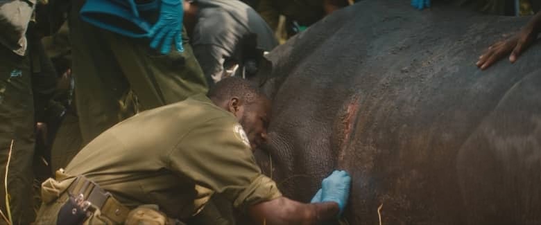 英国纪录片《犀牛 Rhino 2025》英语无字幕 无水印纯净版 1080P/MKV/5.5G 南非偷猎战争插图7 英国纪录片《犀牛 Rhino 2025》英语无字幕 无水印纯净版 1080P/MKV/5.5G 南非偷猎战争插图7