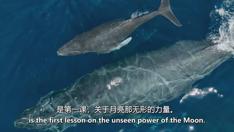 Sky纪录片《月球:大自然的神秘力量 Moon: Nature’s Secret Force 2025》全3集 英语中英双字 无水印纯净版 1080P/MKV/3.31G 月球对地球的影响插图5 Sky纪录片《月球:大自然的神秘力量 Moon: Nature’s Secret Force 2025》全3集 英语中英双字 无水印纯净版 1080P/MKV/3.31G 月球对地球的影响插图5
