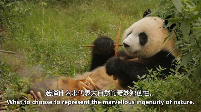 BBC纪录片《爱登堡的生命方舟 Attenborough’s Ark 2012》英语中英双字 无水印纯净版 1080P/MKV/2.19G 濒危生物插图4