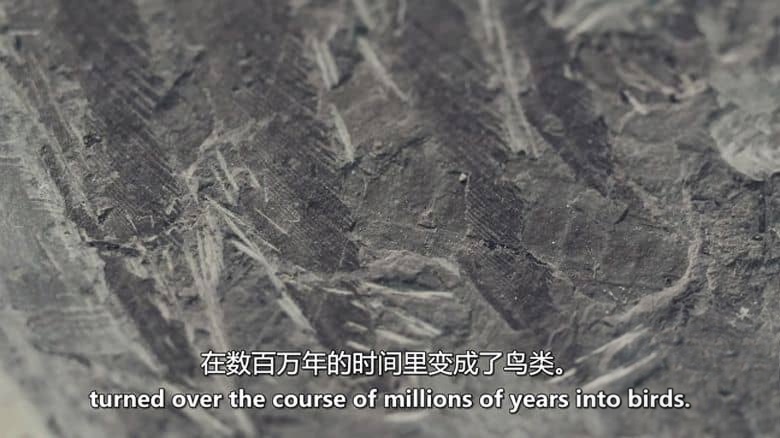 法国纪录片《新史前史 A New Prehistory 2016》全3集 英语中英双字 无水印纯净版 1080P/MKV/6.32G 史前文明插图6 法国纪录片《新史前史 A New Prehistory 2016》全3集 英语中英双字 无水印纯净版 1080P/MKV/6.32G 史前文明插图6