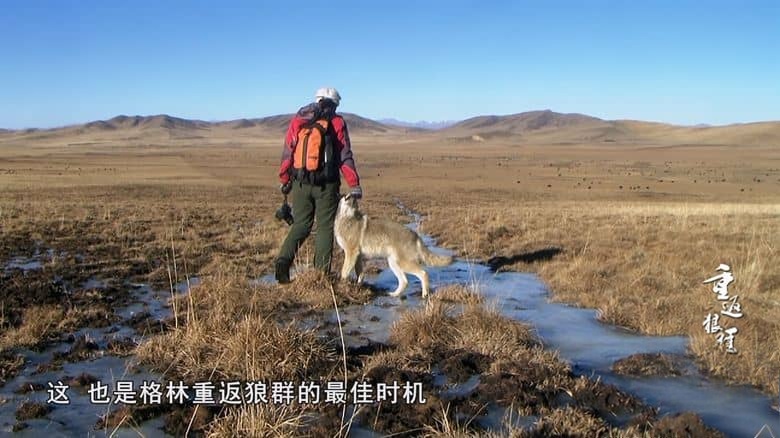 国产纪录片《重返狼群 – 10周年特别纪念版 Return to the Wolves 10-Year Anniversary Special 2021》全11集 国语中字 YOUKU水印版 4K超清/2160P/MP4/75G 狼王格林的感人故事插图6 国产纪录片《重返狼群 – 10周年特别纪念版 Return to the Wolves 10-Year Anniversary Special 2021》全11集 国语中字 YOUKU水印版 4K超清/2160P/MP4/75G 狼王格林的感人故事插图6