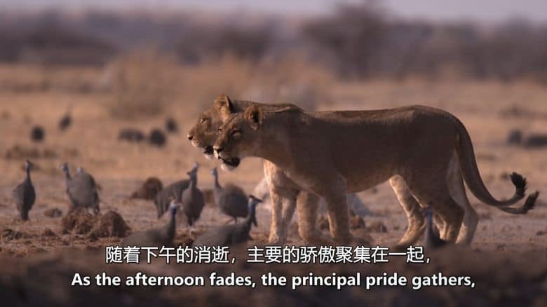 史密森尼频道《沙漠之王 Kings of the Desert 2020》英语中英双字 无水印纯净版 1080P/MKV/2.4G 非洲沙漠狮插图3 史密森尼频道《沙漠之王 Kings of the Desert 2020》英语中英双字 无水印纯净版 1080P/MKV/2.4G 非洲沙漠狮插图3