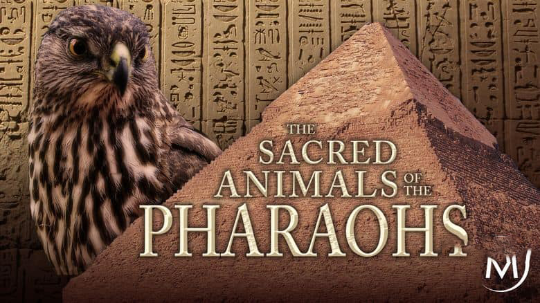 美国纪录片《法老的圣兽 The Sacred Animals of the Pharaohs 2007》英语中英双字 无水印纯净版 1080P/MKV/1.3G 法老的圣兽插图
