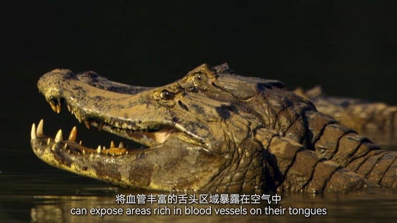 德国纪录片《美洲豹的生存挑战 Jaguar: King of the Jungle 2020》国语中英双字 无水4K超清/2160P/MP4/1.31G 丛林之王插图6 德国纪录片《美洲豹的生存挑战 Jaguar: King of the Jungle 2020》国语中英双字 无水4K超清/2160P/MP4/1.31G 丛林之王插图6